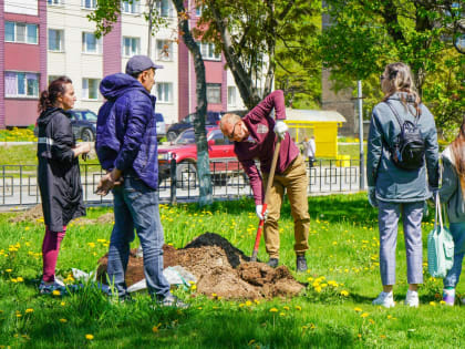 Молодые деревья украсили Комсомольский сквер в Корсакове