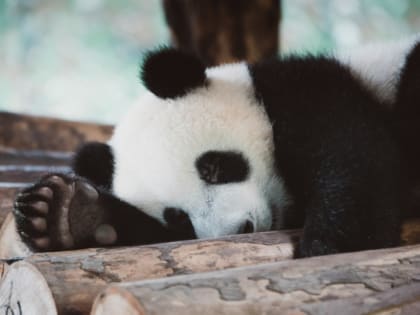 На ночь глядя: возвращение семьи панд в КНР и пожар на 800 кв метров в Красноярске