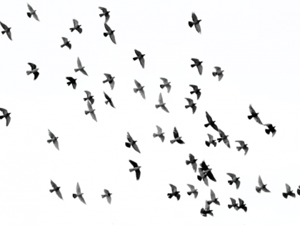 На ночь глядя: столкновение самолета с птицами и сошедший с рельсов поезд в Нидерландах