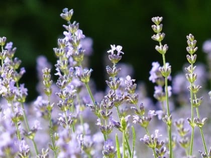 Церковный праздник 10 июля — день Иоанны Мироносицы, народные приметы