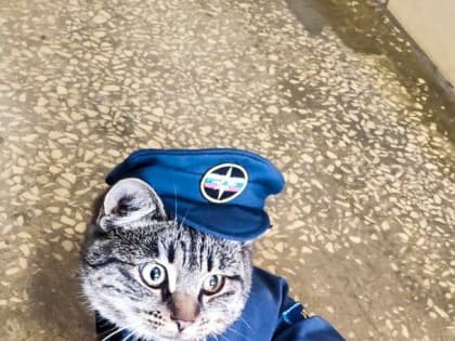 В МЧС на Курилах устроилась миленькая кошка в костюмчике