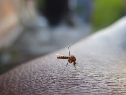 Врач рассказала, кого чаще других кусают комары