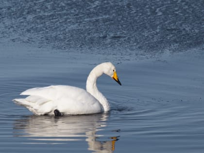 В заповеднике "Курильский" за последние 10 лет зимовало самое большое количество лебедей