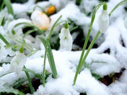 Синоптики уточнили прогноз погоды на 8 марта в Сахалинской области