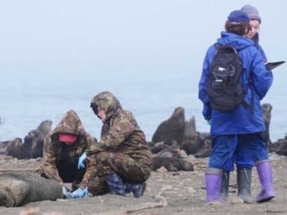 Документальный фильм о спасении морских котиков на Сахалине выйдет в прокат 11 ноября