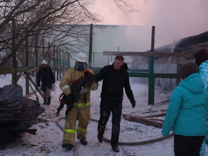 Власти города оказывают помощь пострадавшему от пожара приюту «Пес и кот»