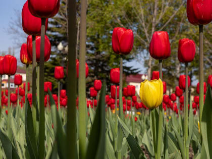 В Южно-Сахалинске расцвели тысячи тюльпанов