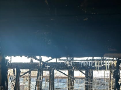 Пожарище приюта «Пес и кот» осмотрели правоохранители