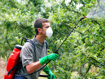 Держите в порядке клумбы и грядки. А деревья и кустарники не менее 6 раз за сезон обрабатывайте раствором бордоской жидкости и средствами от листоедов