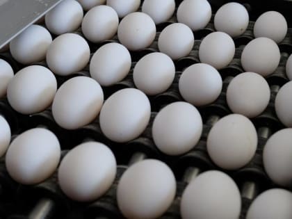 Птичники на «Островной» уже не пустуют. Новое бройлерное стадо на птицефабрике подает голос