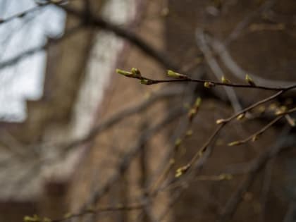 Погода в Южно-Сахалинске 8 апреля: от ночных заморозков к дневному теплу и дождю