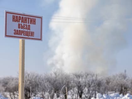 На птицефабрике Сахалина обнаружен высокопатогенный птичий грипп