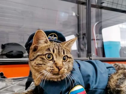 История Кошки, живущей у спасателей на краю света