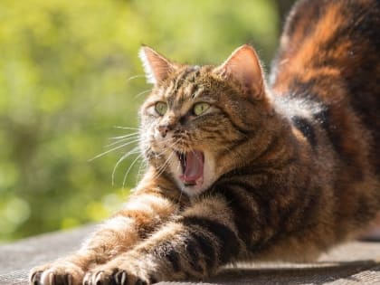 Народные приметы на 13 июня — что нельзя делать в день Еремея Распрягальника