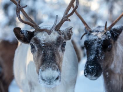 Группа сахалинцев, цинично расстрелявшая в феврале стадо северных оленей, отправится на скамью подсудимых