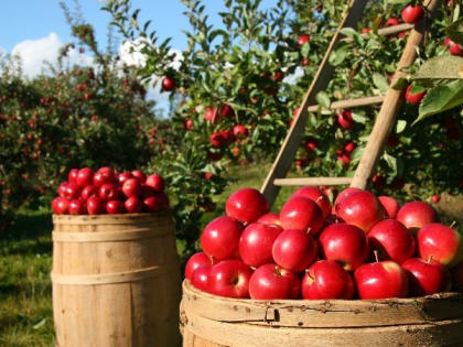 Церковный праздник 9 августа — день святого Пантелеймона Целителя, народные приметы