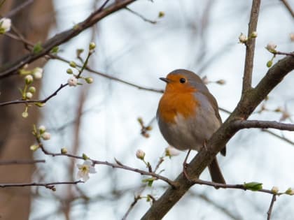 Народные приметы на 11 июня — что нельзя делать в день Феодосьи Колосятницы