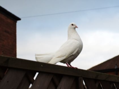Народные приметы на День Святой Троицы 4 июня