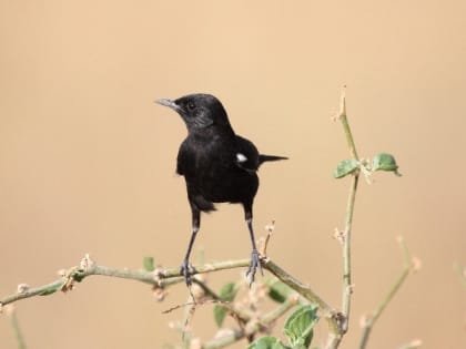 Народные приметы на 31 марта — что нельзя делать в этот день