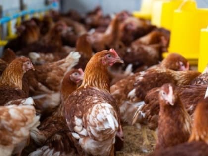 Карантин после выявления птичьего гриппа на птицефабрике ввели в Южно-Сахалинске