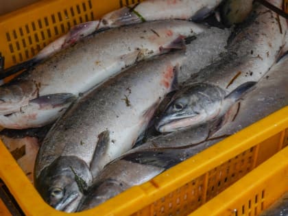 Корсаковских ветеранов угостили свежевыловленной горбушей