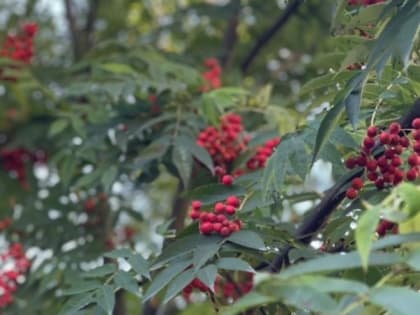 Солнечные выходные в Южно-Сахалинске