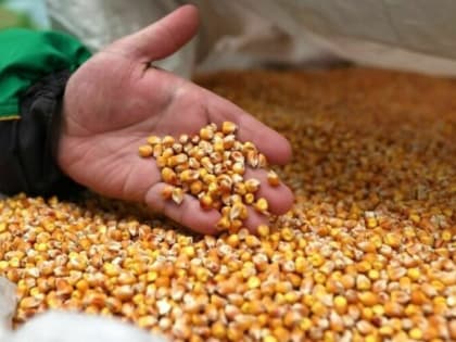 Вредные для здоровья ГМО-семена из-за границы не пустят на российские поля