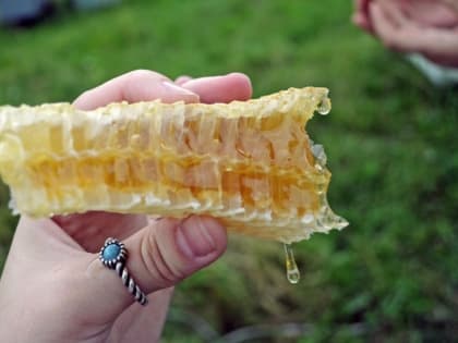 Медовый Спас 2023: дата, традиции, приметы, что нельзя делать в этот день