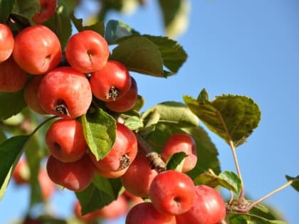 Церковный праздник 12 августа — день Иоанна Воина, приметы, что нельзя делать