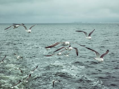 Влияние очередного циклона — прогноз погоды на Сахалине и Курилах на неделю