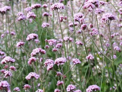 Церковный праздник 12 июля — Петров день, народные приметы, что нельзя делать