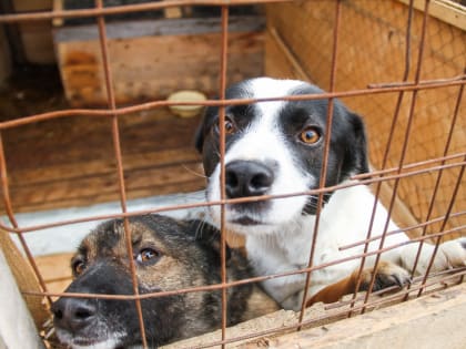 Корсаковцы могут взять из приюта собаку на лето