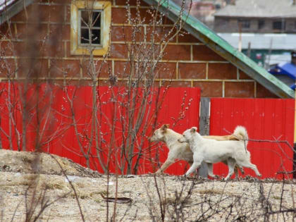 Жители частных домов в Корсакове смогут бесплатно стерилизовать своих собак
