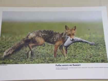 Выставку в Корсакове посвятили рыбам