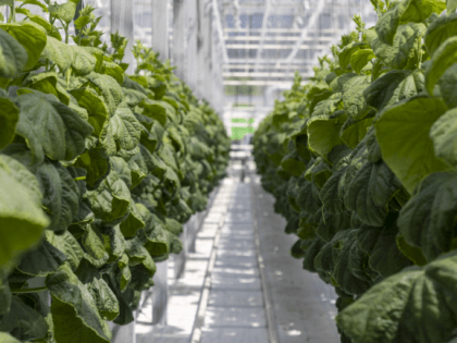 На Сахалине ввели в эксплуатацию самый современный на Дальнем Востоке тепличный комплекс