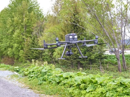 Беспилотные летательные аппараты призвали на борьбу с борщевиком в Южно-Сахалинске