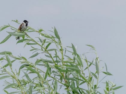 Народные приметы на 9 апреля — что нельзя делать в Вербное воскресенье