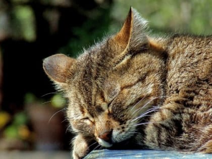 Народные приметы на 19 июня — что нельзя делать в этот день