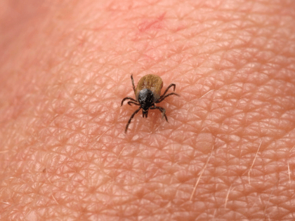 КЛЕЩЕВОЙ БОРРЕЛИОЗ