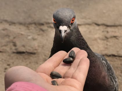 Опасные семечки: кадмий в популярных марках семян