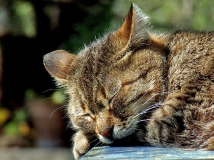 Церковный праздник 21 мая: день Иоанна Богослова, народные приметы