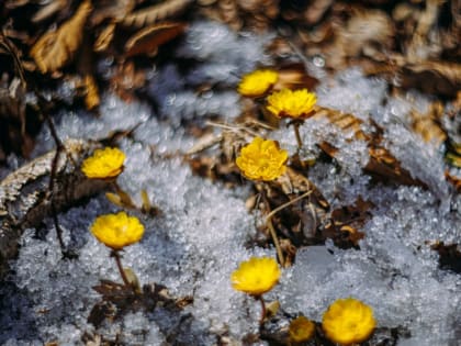 Пора убирать пуховики на улице до +17°С  — прогноз погоды на Сахалине и Курилах 14 апреля