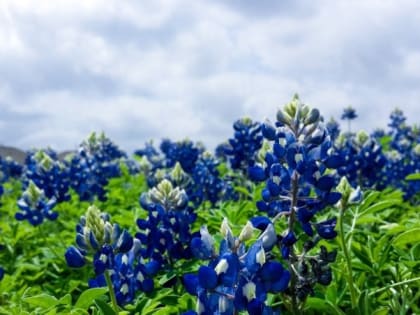 Церковный праздник 31 июля — явление Калужской иконы Божией Матери, народные приметы