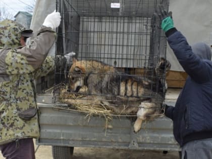 В Корсаковском районе отловили более семисот бездомных собак