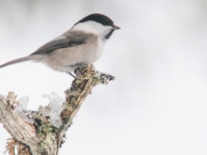 Народные приметы на 1 апреля — что нельзя делать в этот день