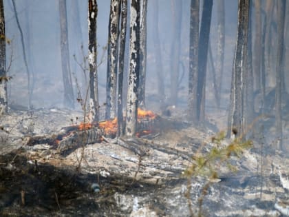 Более 12 млн рублей выделят в 2022 году на тушение лесных пожаров в Сахалинской области