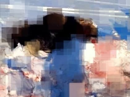 На Сахалине браконьеры убили 300-килограммового лося