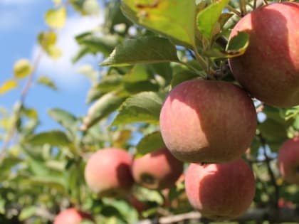 Церковный праздник 20 августа — память Митрофана Воронежского, народные приметы