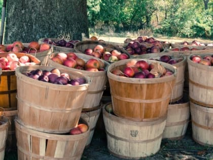 Яблочный Спас 2023: дата, история, традиции