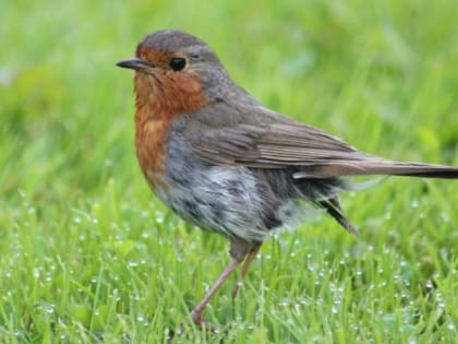 Народные приметы на 10 июня — что нельзя делать в день святого Никиты